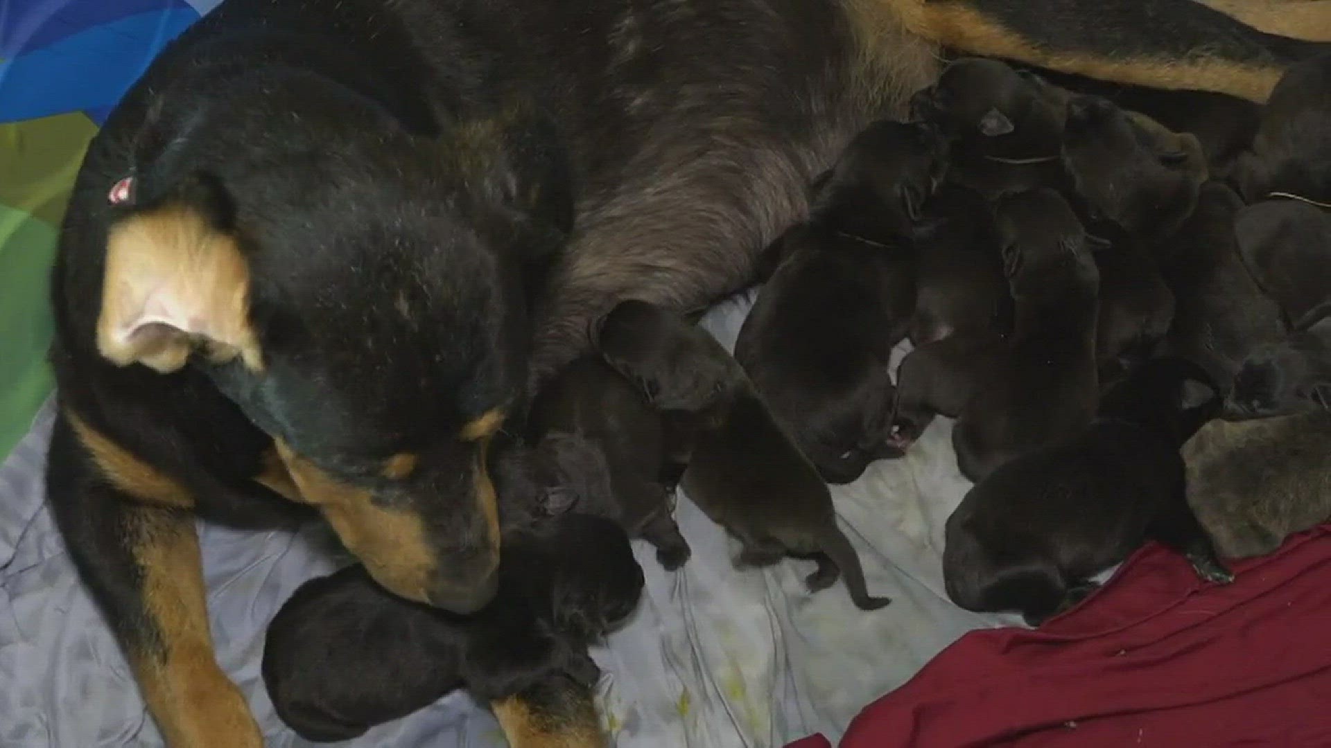 Texas Rottweiler births record number of pups 