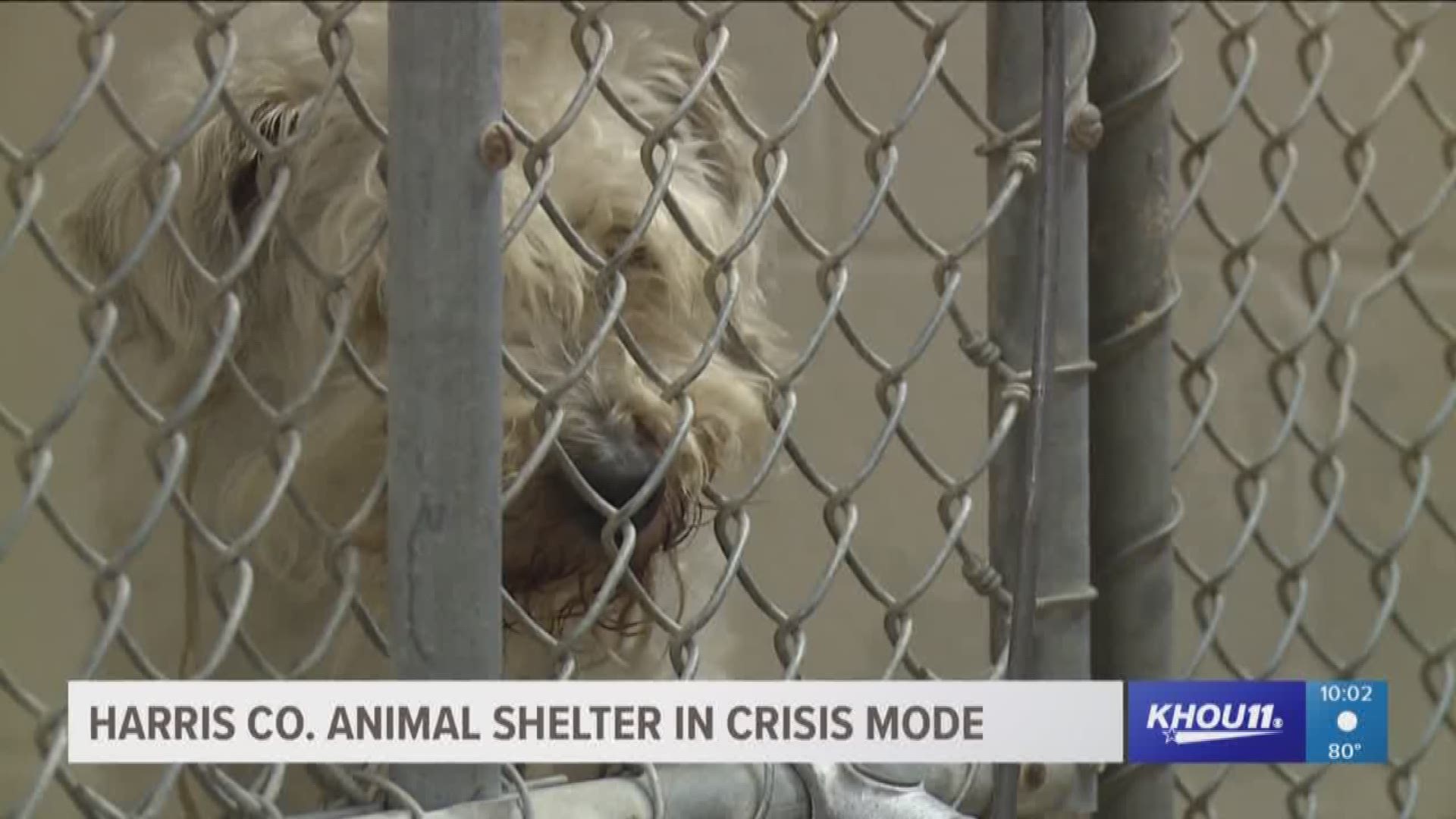The Harris County Animal Shelter is dealing with a crisis. It's only built to hold 150 animals but they currently hold 375. 