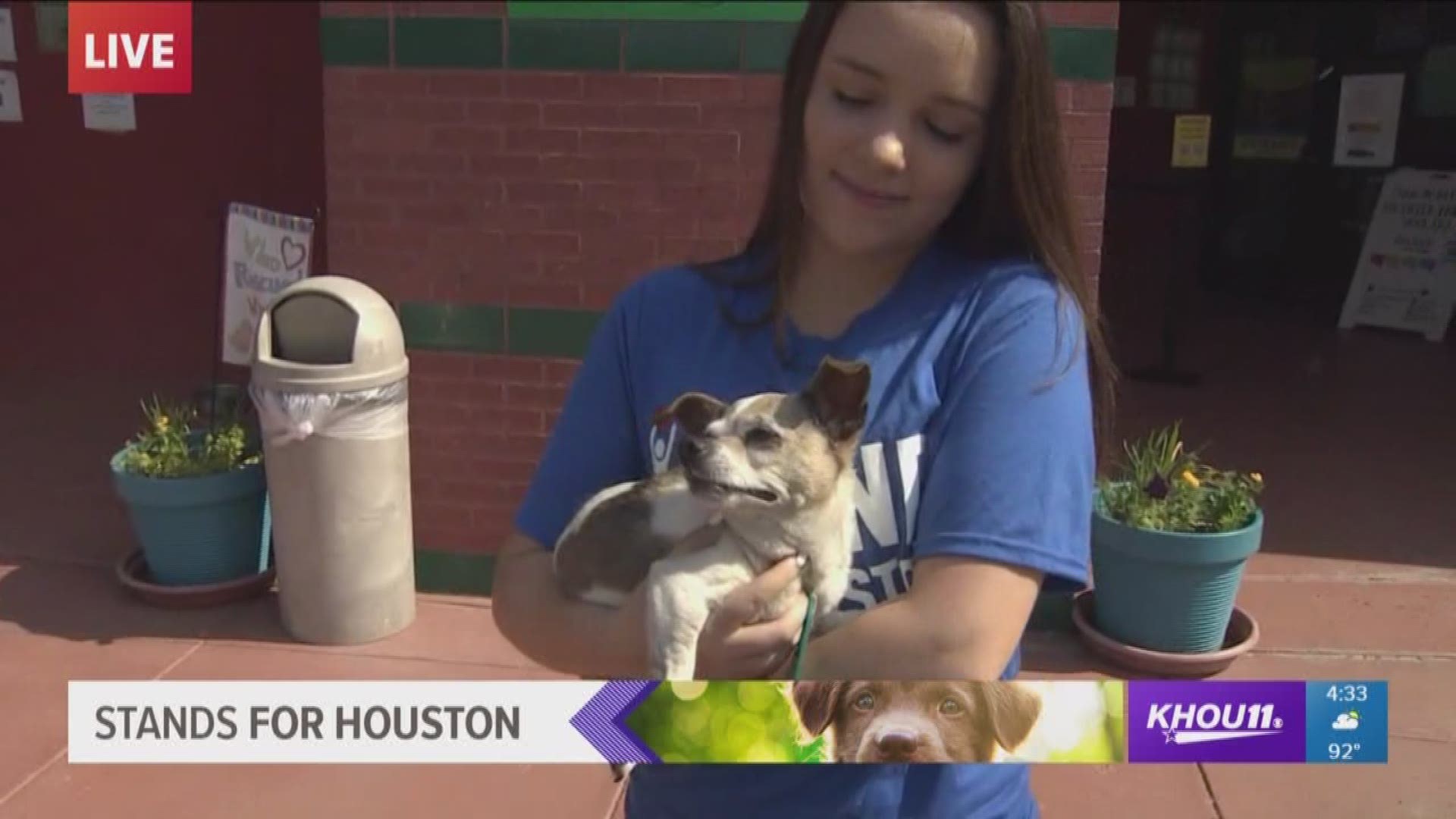 KHOU 11's Lisa Hernandez, Russ Lewis, and Jason Miles are live at the Harris County Animal Shelter where hundreds of animals are available for adoption. 