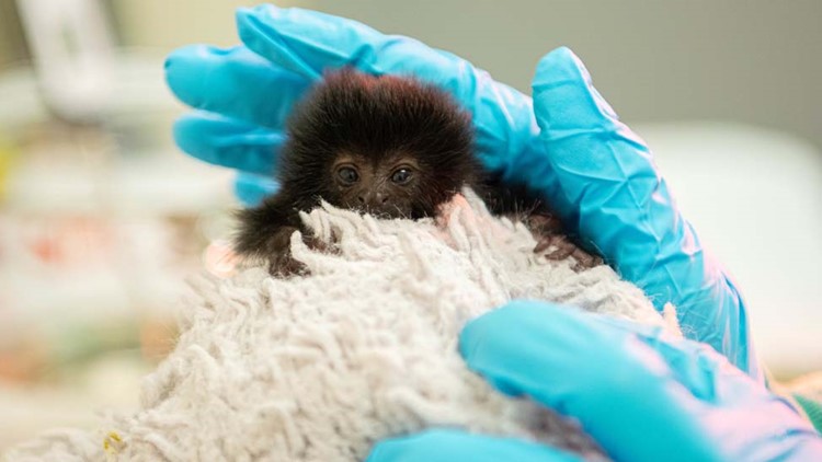 Photos: Tiny monkey born at Houston Zoo