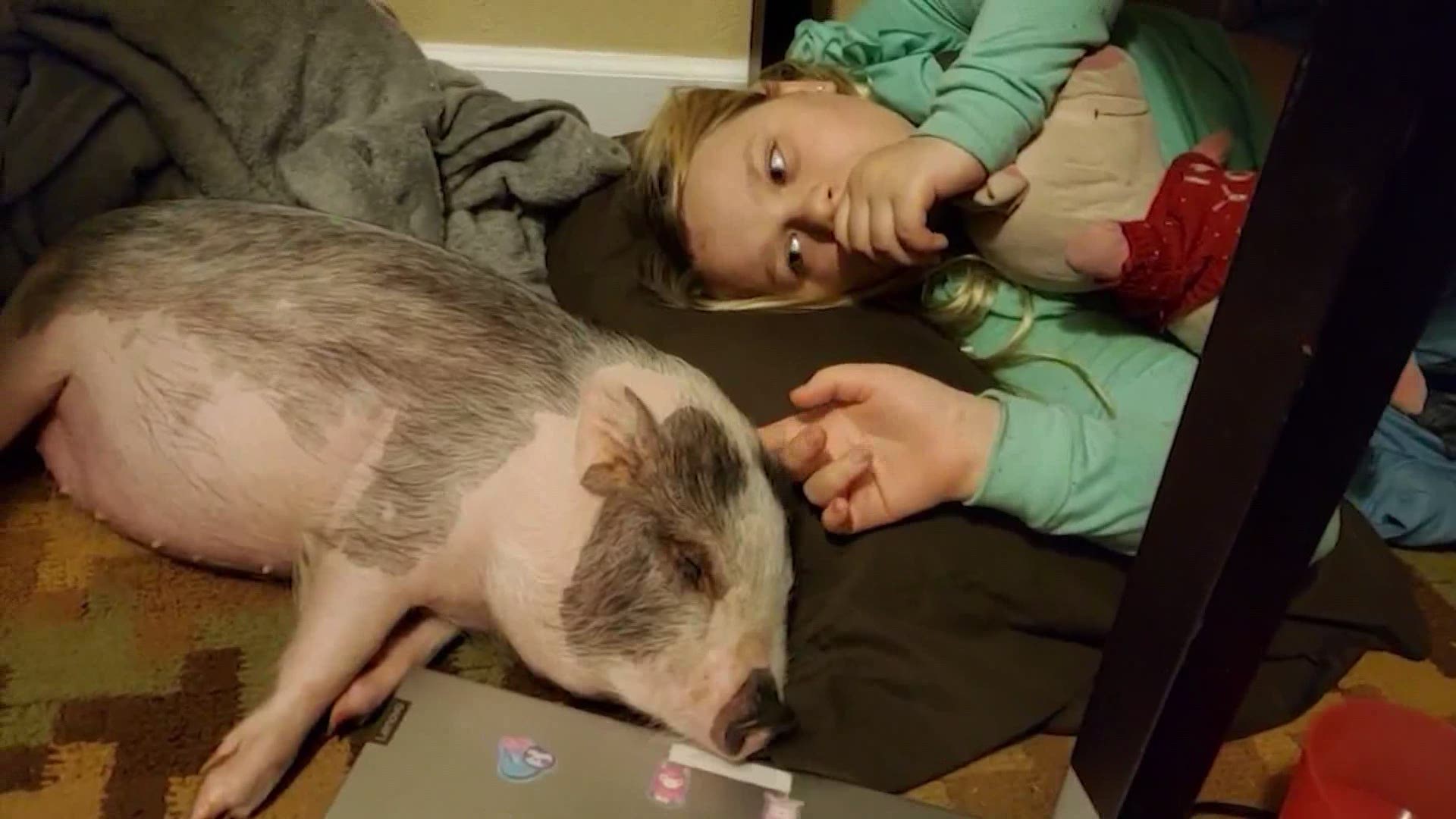 An emotional support pig stolen from a family visiting from California was still alive when a Jersey Village police officer saw her early Thursday.
