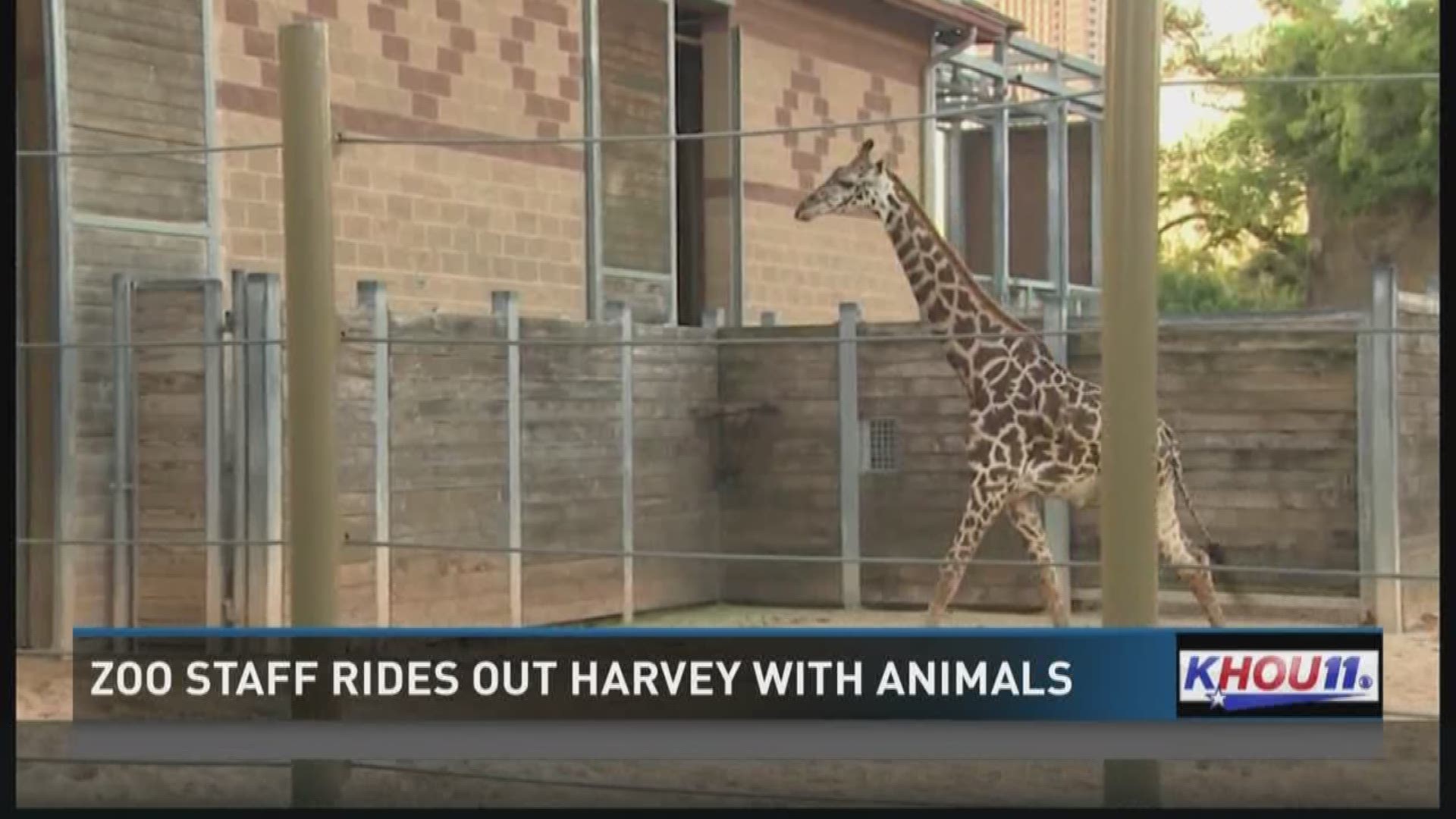Zoo staff rode out Harvey with animals | khou.com
