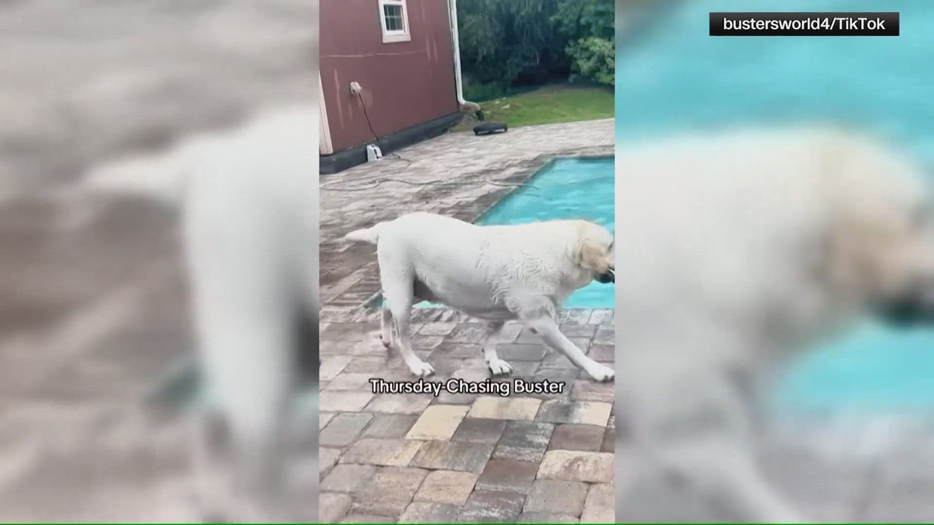 The woman said she was trying to get Buster out of the pool so she could make a dinner reservation.