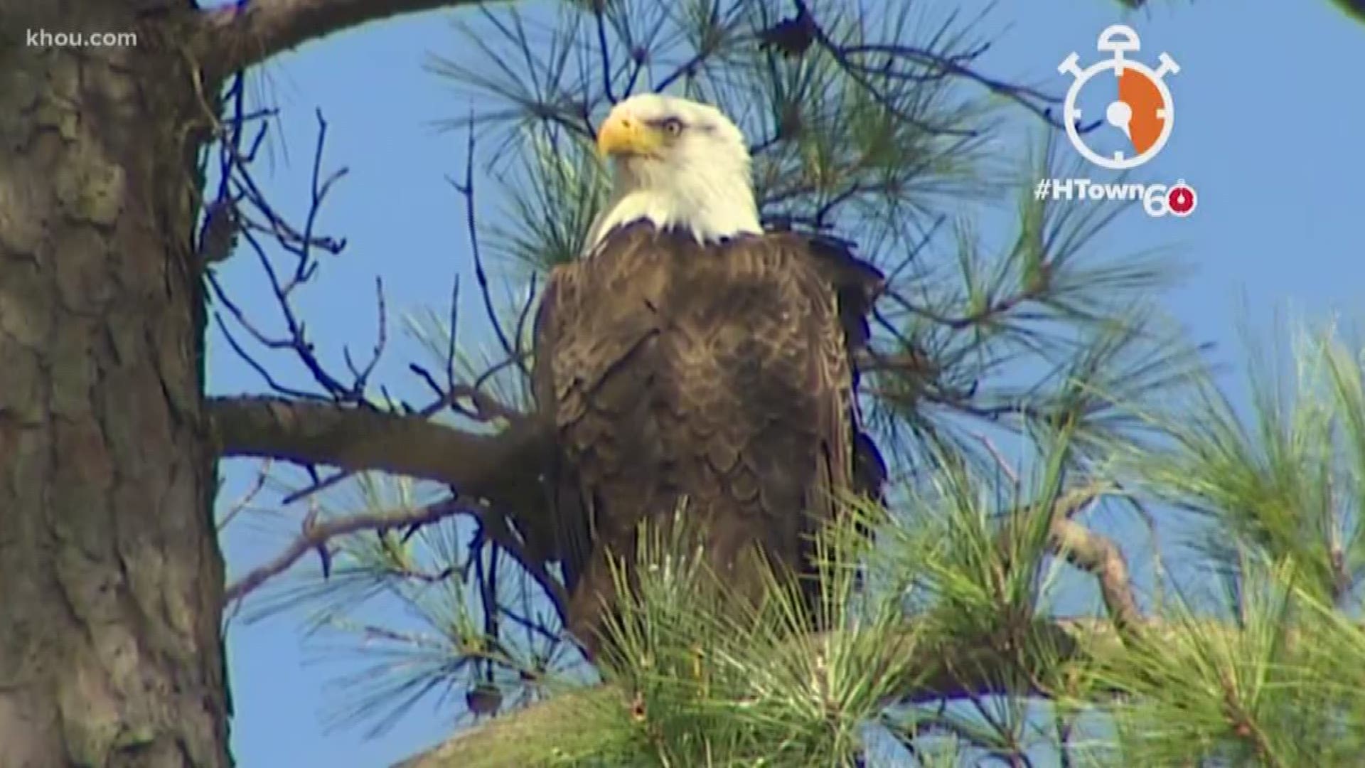 HTown60 Nesting bald eagles make home in north Houston