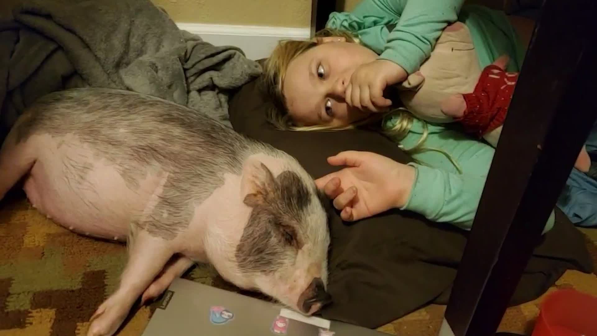Emotional support pig Honey found dead after family's car stolen 