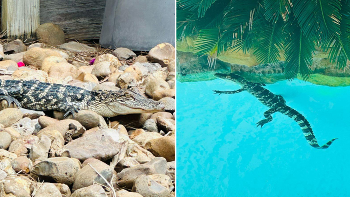 Small gator goes for a swim in Cinco Ranch pool...and doesn't want to leave