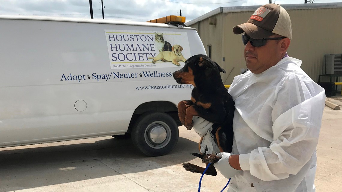 Houston Humane Society  Astros Help Auzzie hit a "HOME"