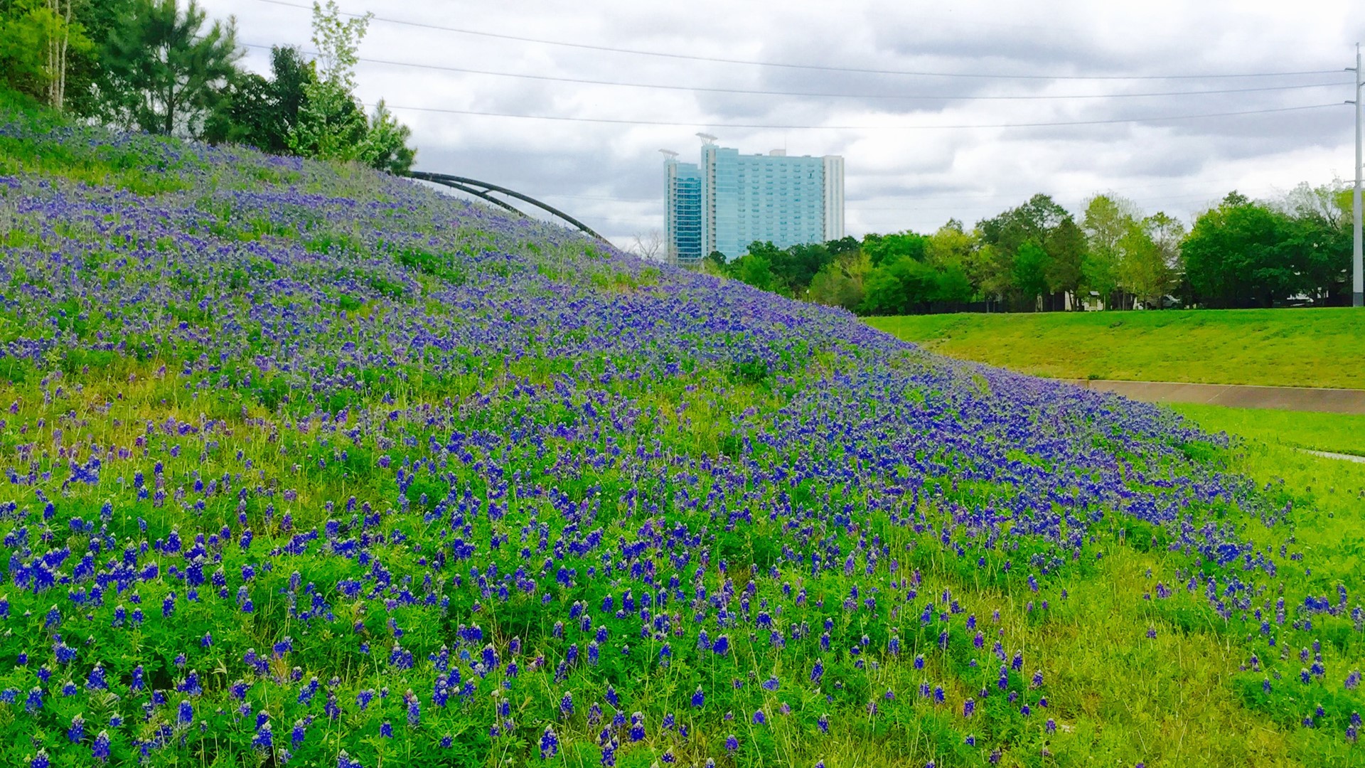 Where are the best places near Houston to see wildflowers?