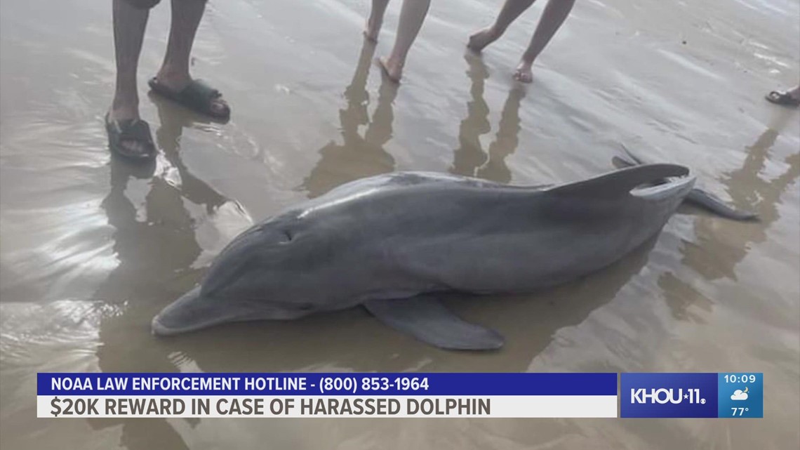 K reward in case of dolphin harassed on Texas beach