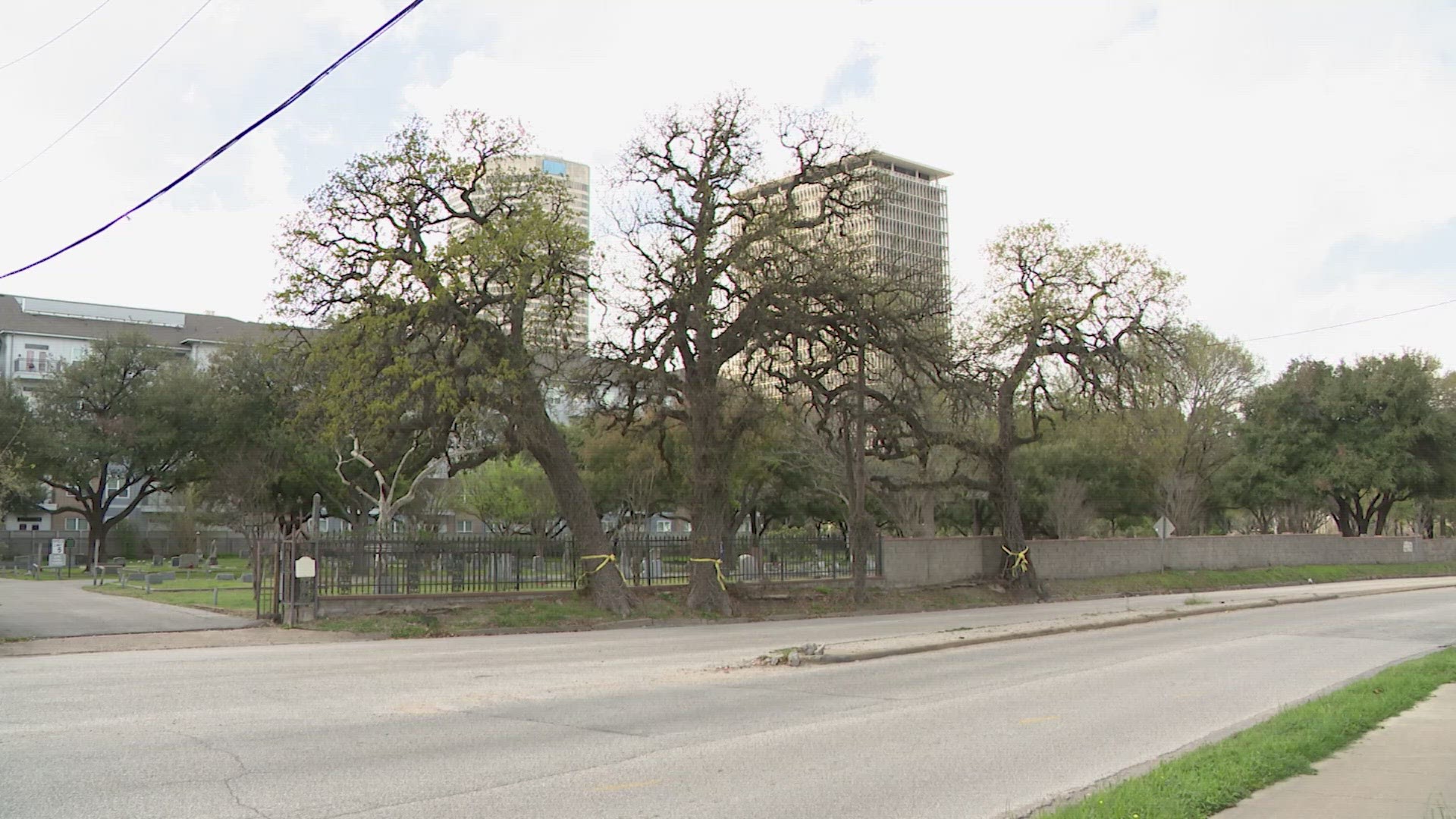 Three trees in Houston's Montrose area designated as historic landmarks in effort to save them