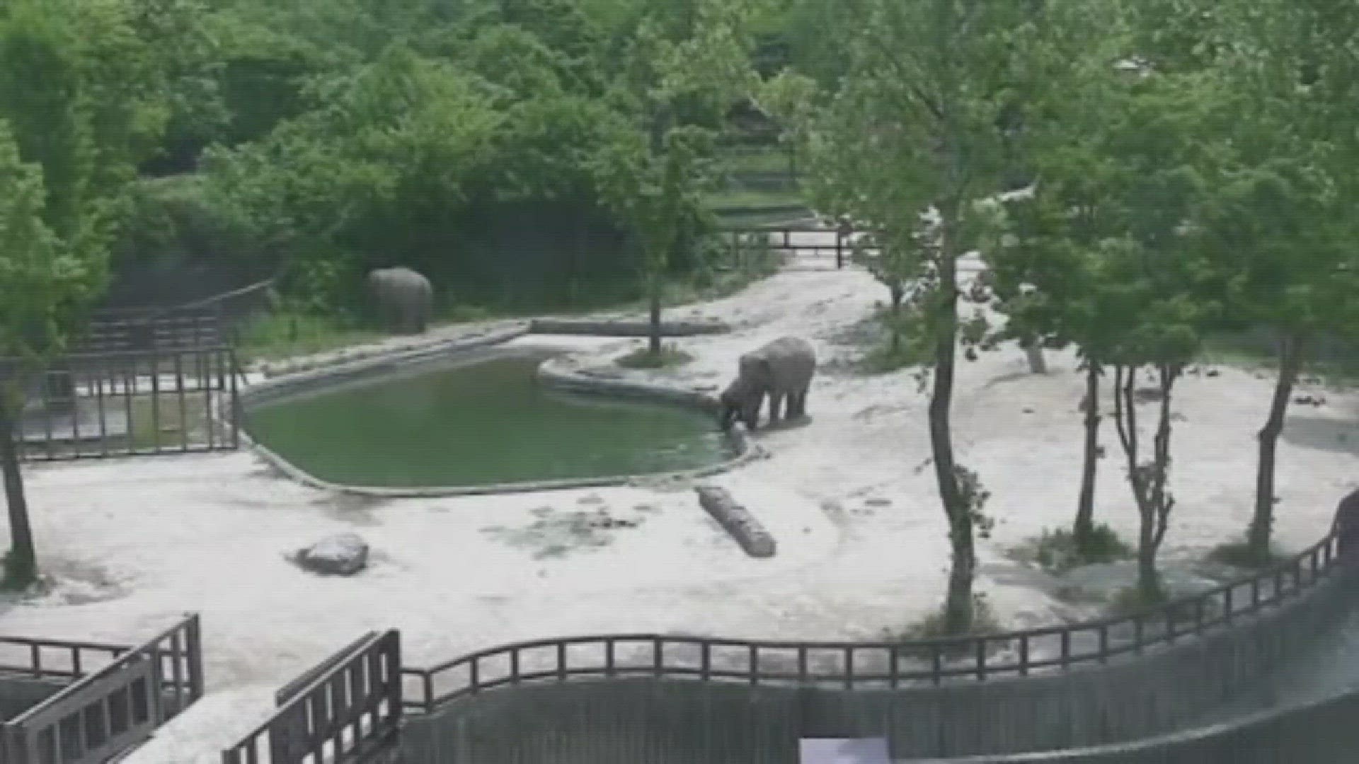 An elephant and her sister went into mama bear mode when a baby elephant fell into a swimming pool at the Seoul Grand Park Zoo in South Korea.  Video shows the calf struggling to keep its head above water in the deep end. The baby's mama and aunt rushed t