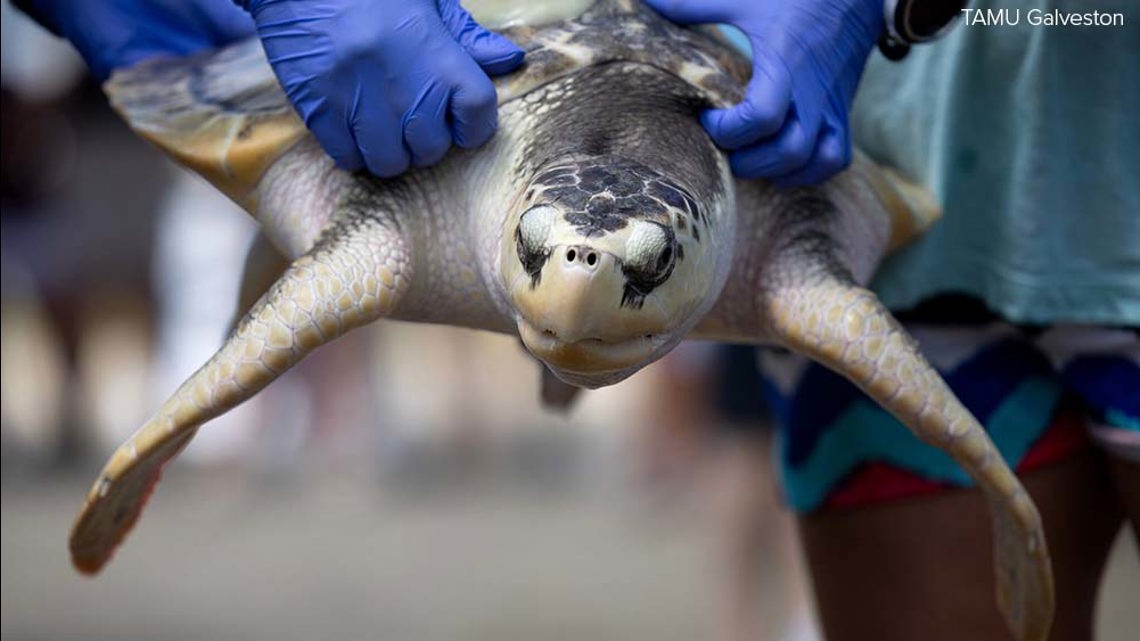 Endangered sea turtle's epic journey from Texas to Wales and back ...