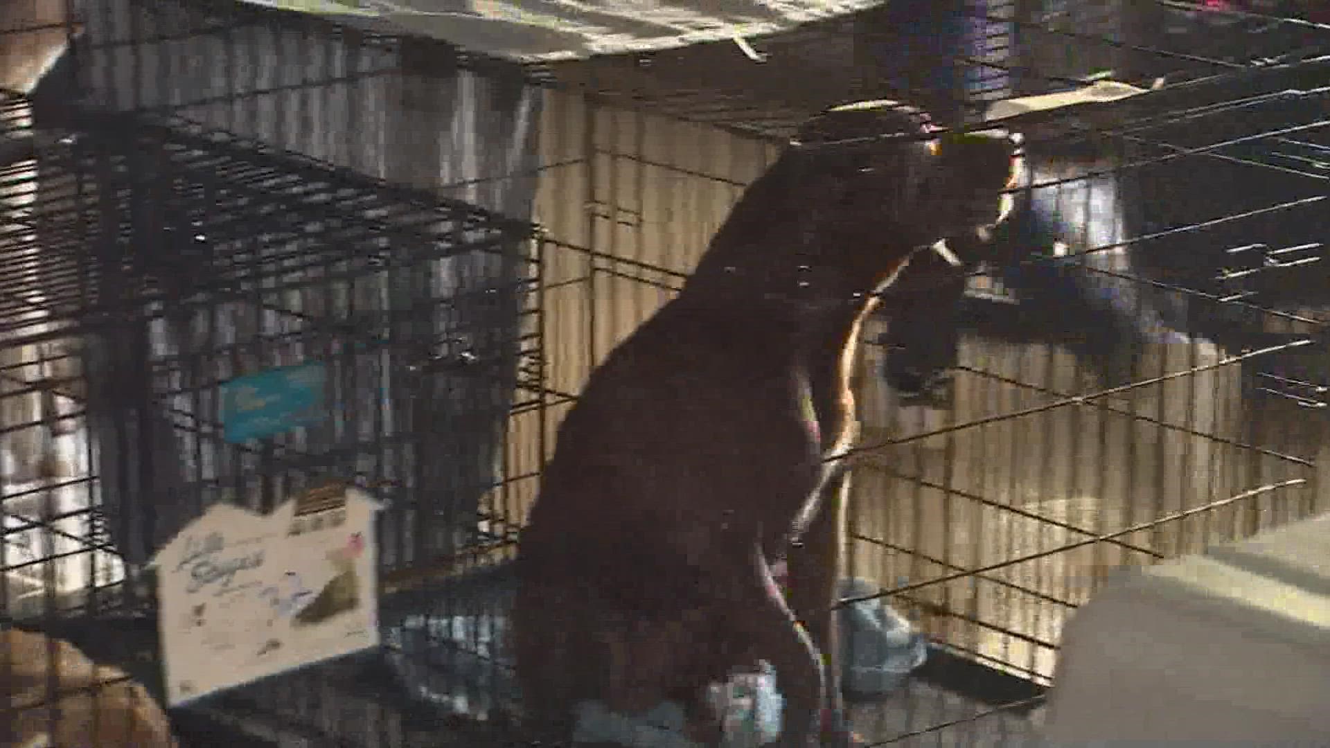 Around 70 pets were displaced after Tuesday's storm.