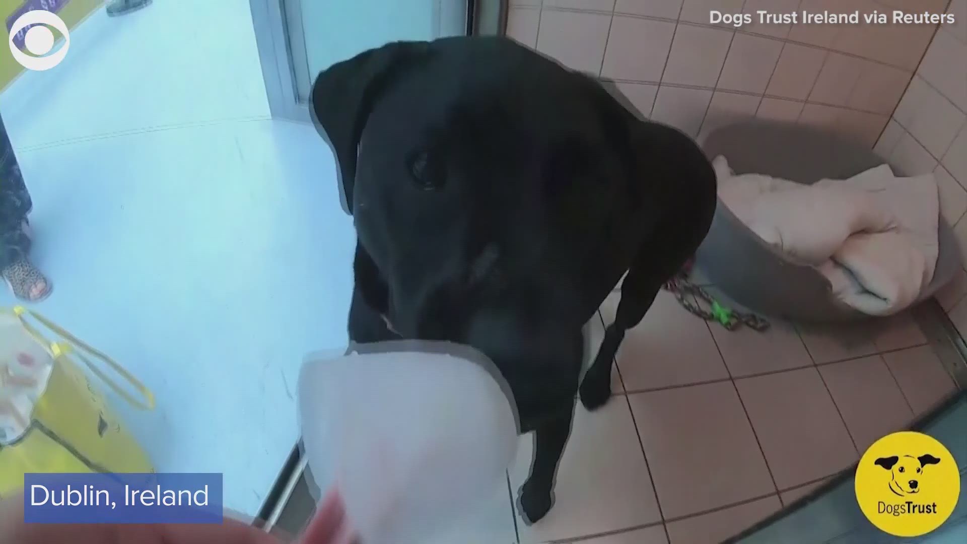 A dog shelter in Ireland treated their pooches to some frozen treats on a hot day.
