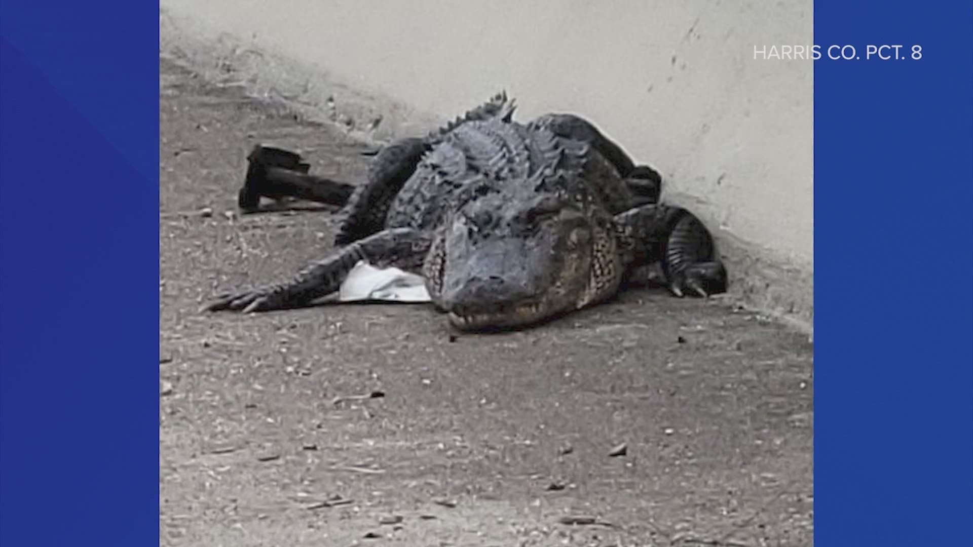 Two animals caused some traffic delays in Houston on Wednesday: a cow on I-10 and a gator on the Fred Hartman Bridge.