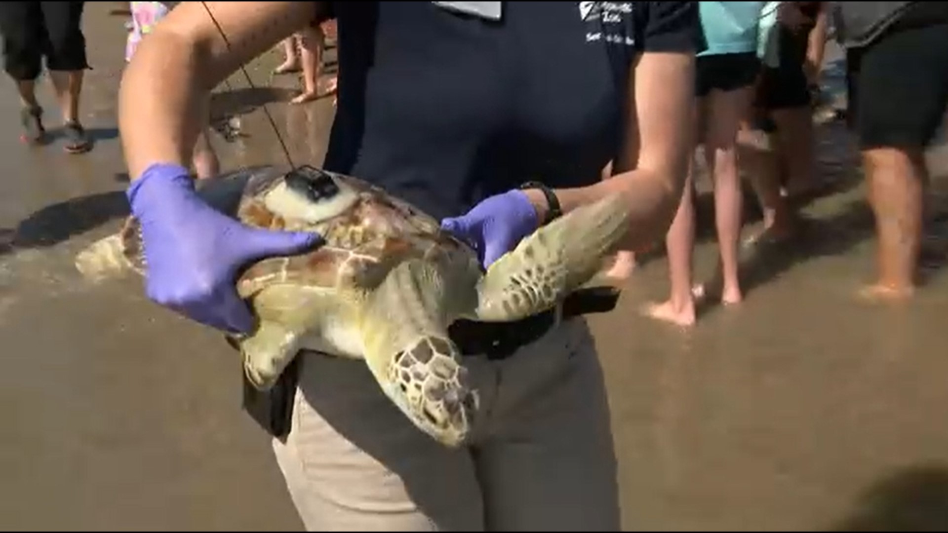 The endangered turtles also showed signs of pneumonia and muscle damage when they were rescued from the icy cold water in January.