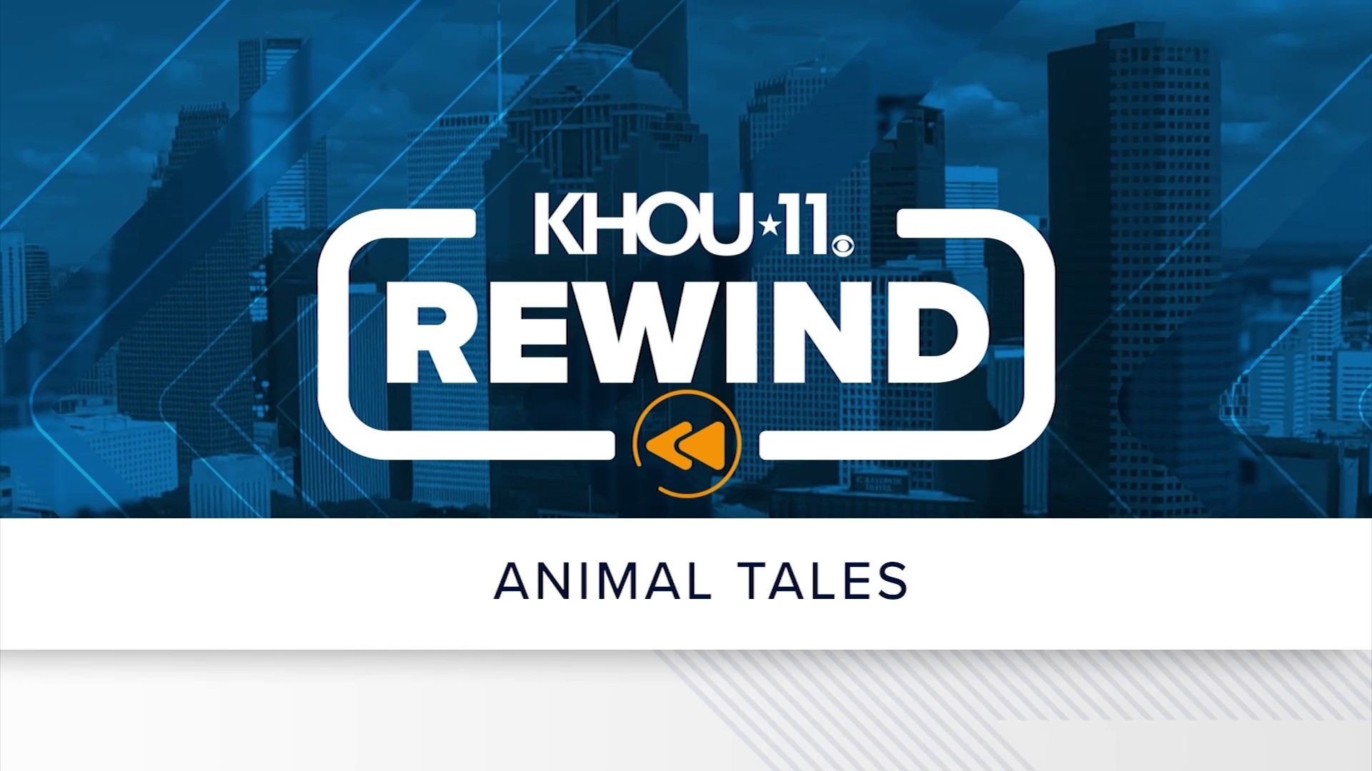 From a life-saving dog to a feline criminal, this special highlights the resilient animals that touch our lives, bring joy and unveil some surprises.