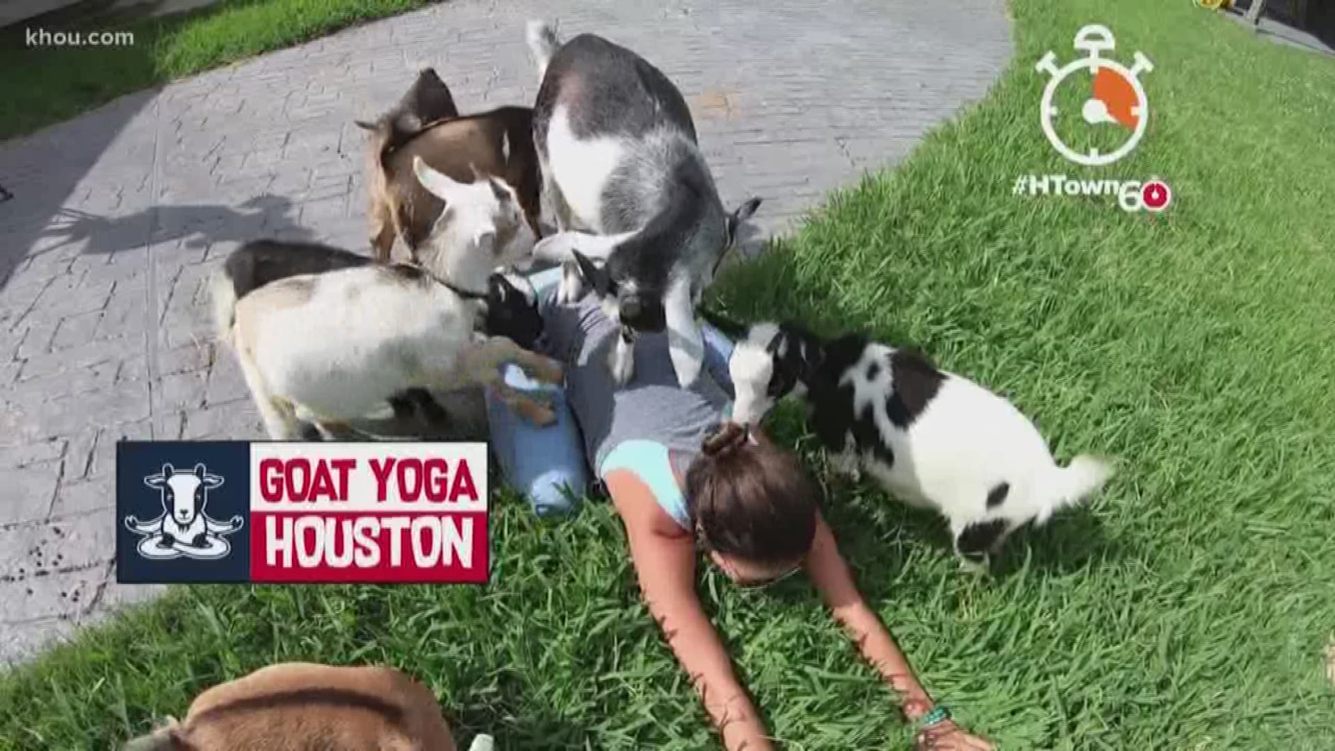Whether it’s to find peace of mind or you want to get healthier, yoga is a great option. But if you’re looking for something extra in your practice, goat yoga might just be for you!