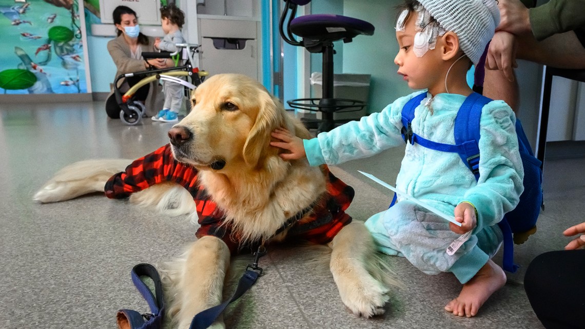 Therapy dogs surprise hospital patients with pajama parade 
