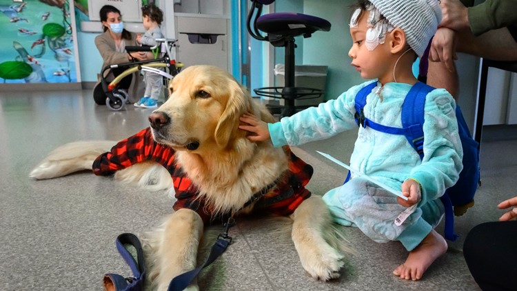 Therapy dog comforting UofL hospital patients