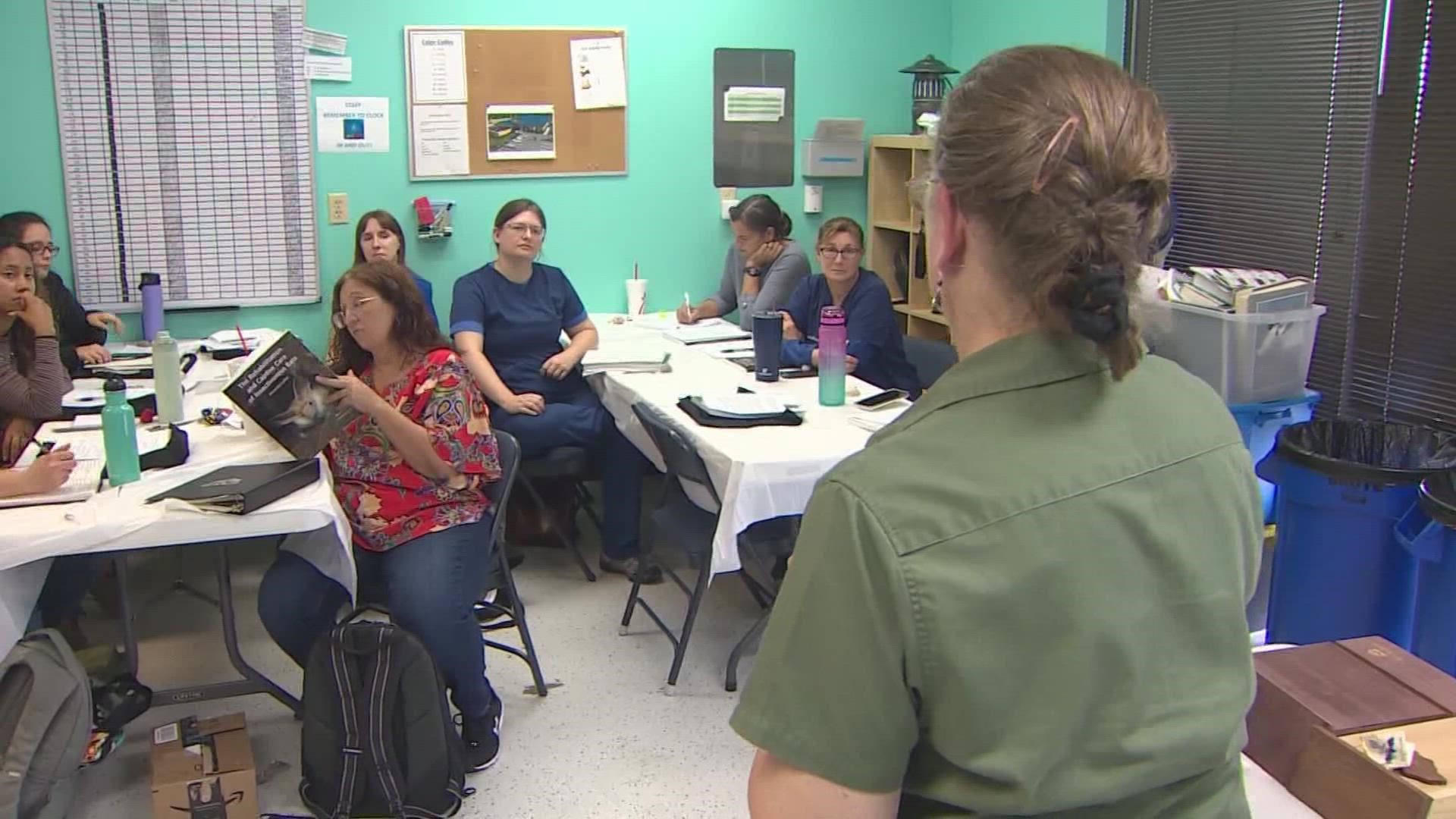 Team of volunteers learning how to save Houston's bats
