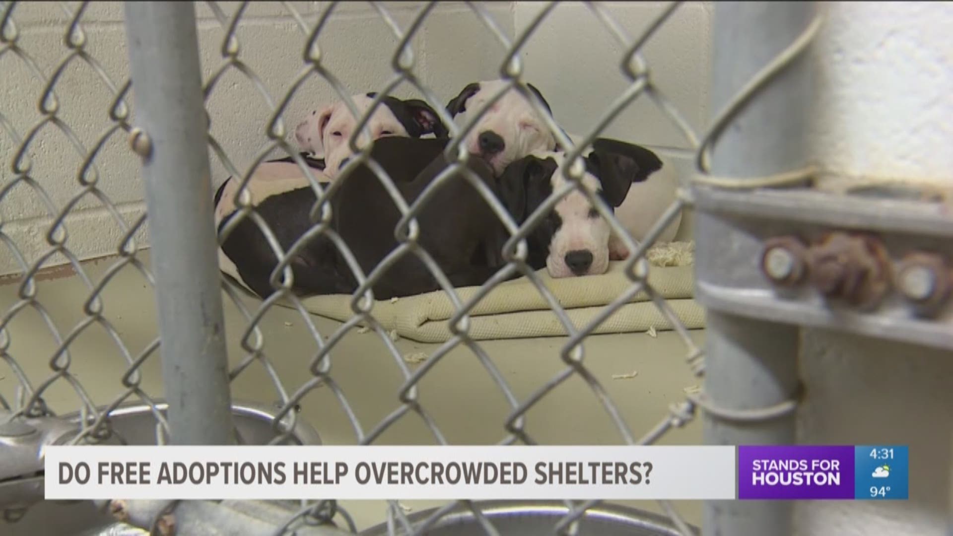 KHOU 11 reporter Melissa Correa looks into free pet adoptions like those offered at the Harris County Animal Shelter and if they work in the long run. 