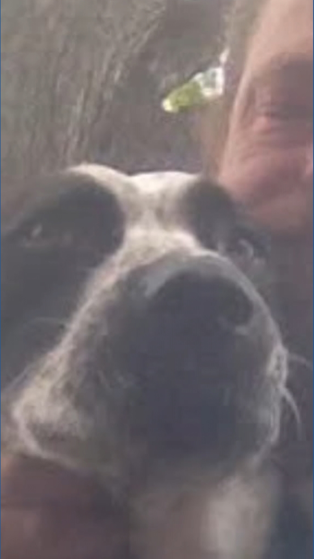 Family reunites with victim's dog after man found dead under Houston ...