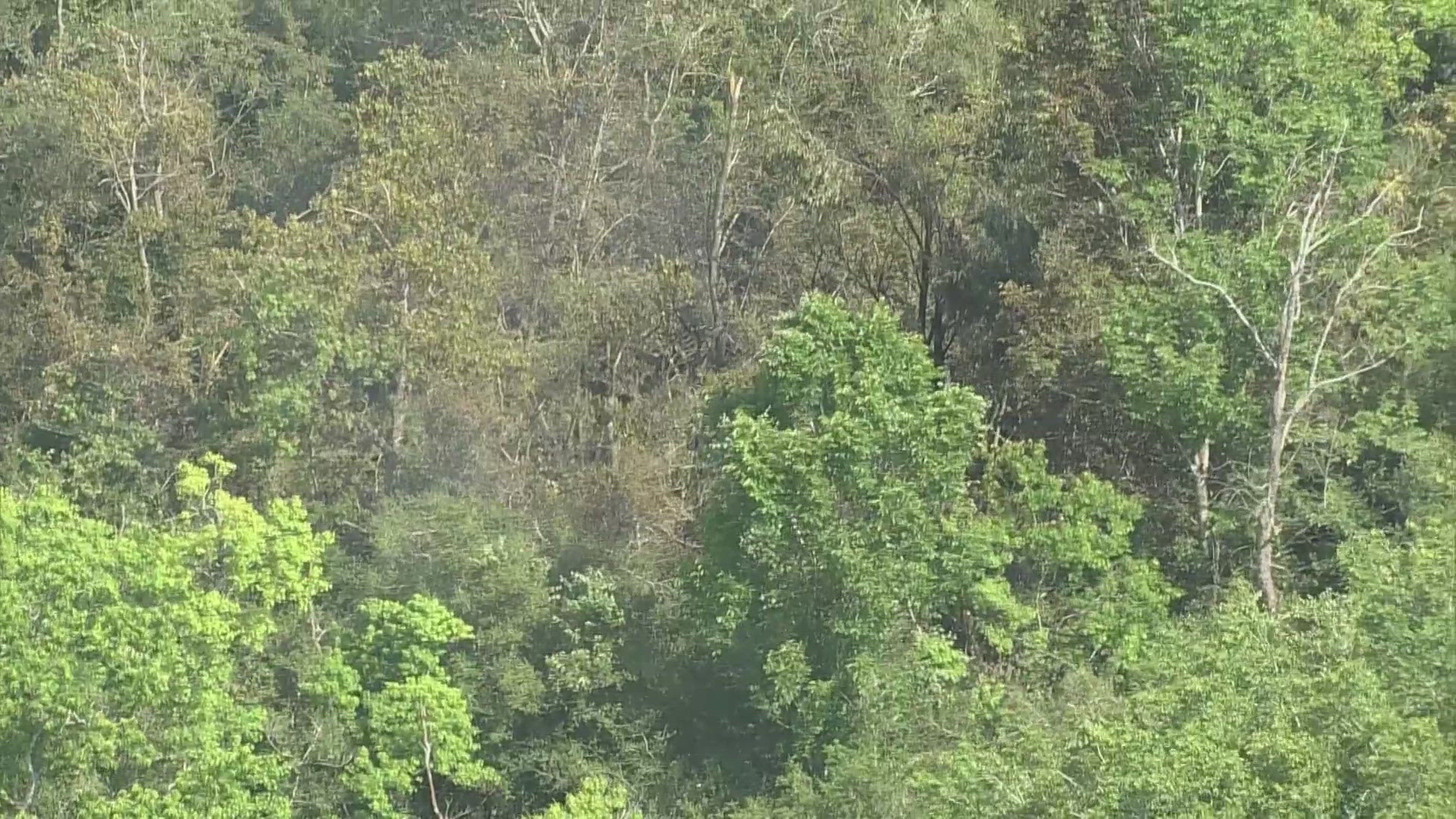 Deputies are searching for a small plane that crashed into a tree and briefly caught fire in west Harris County. The pilot survived, according to the sheriff.