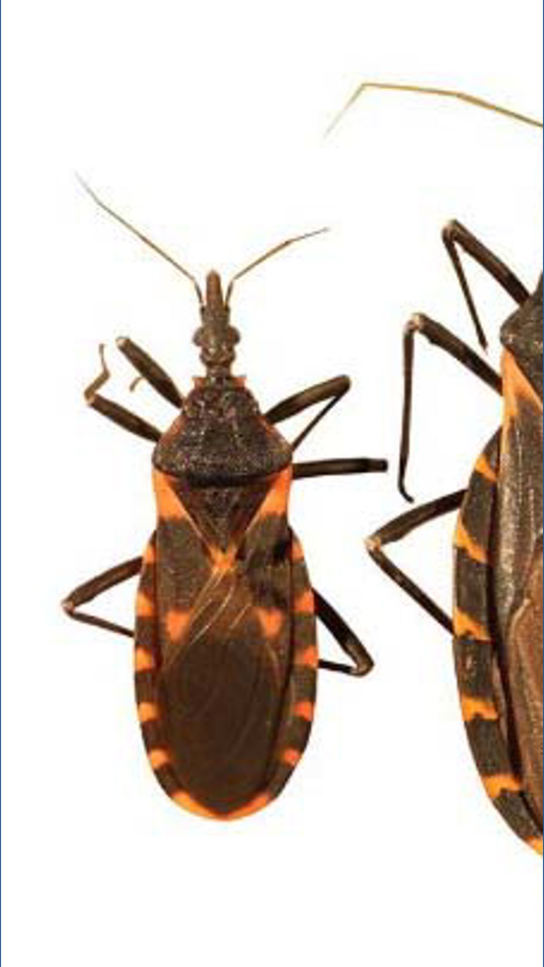 Texas Seed Insect What you need to know about 'kissing bug' disease in Texas | khou.com