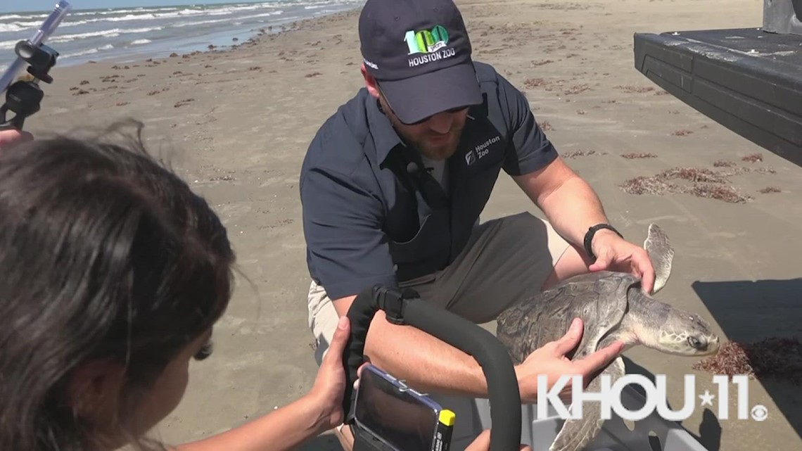 Houston Zoo releases two rescued sea turtles into Gulf of Mexico | khou.com