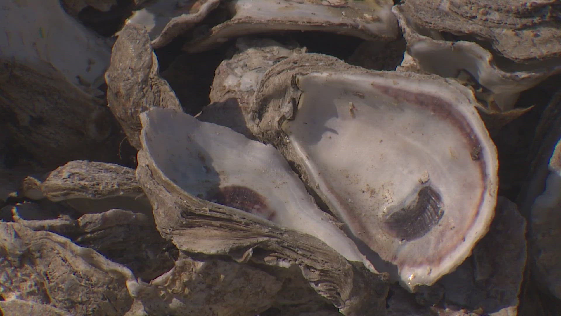 The surge of fresh water devastated the oyster population in Galveston Bay.