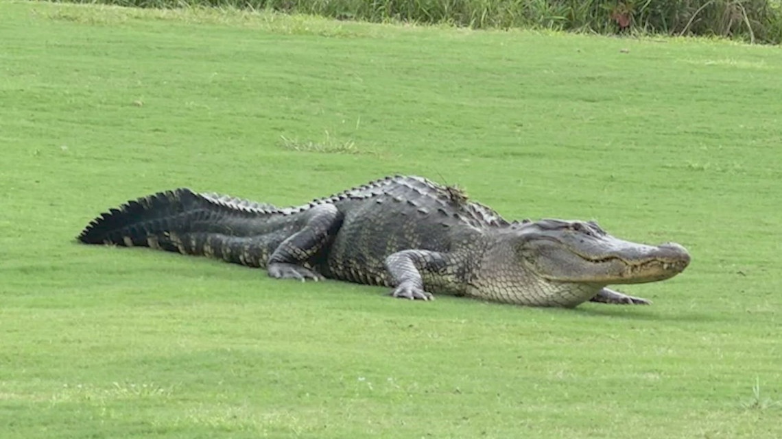 ‘Gator season’ brings surge in alligator sightings across the Houston area