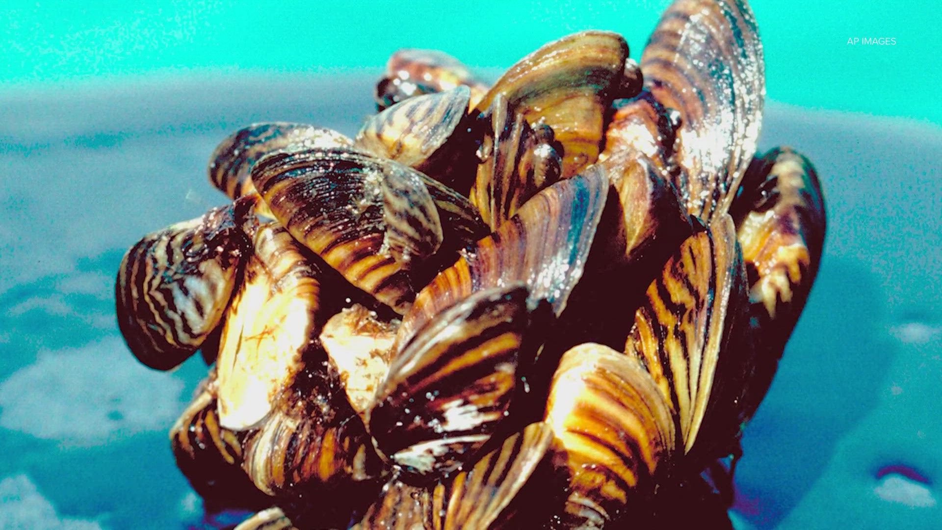 Zebra mussels can cause damage to infrastructure and ecosystems. TPWD says boaters can help to stop the spread.