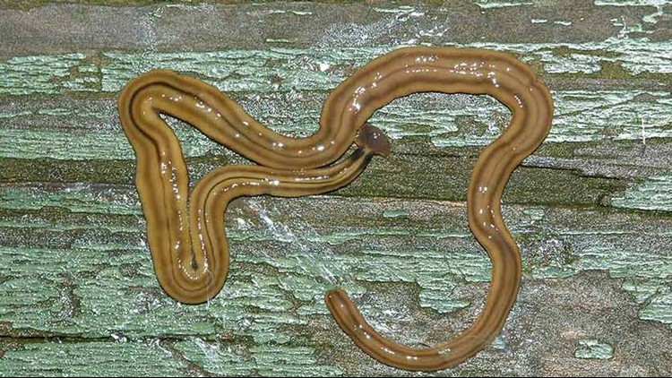 Ewww! Creepy hammerhead flatworms spotted in Houston and getting rid of them is tricky