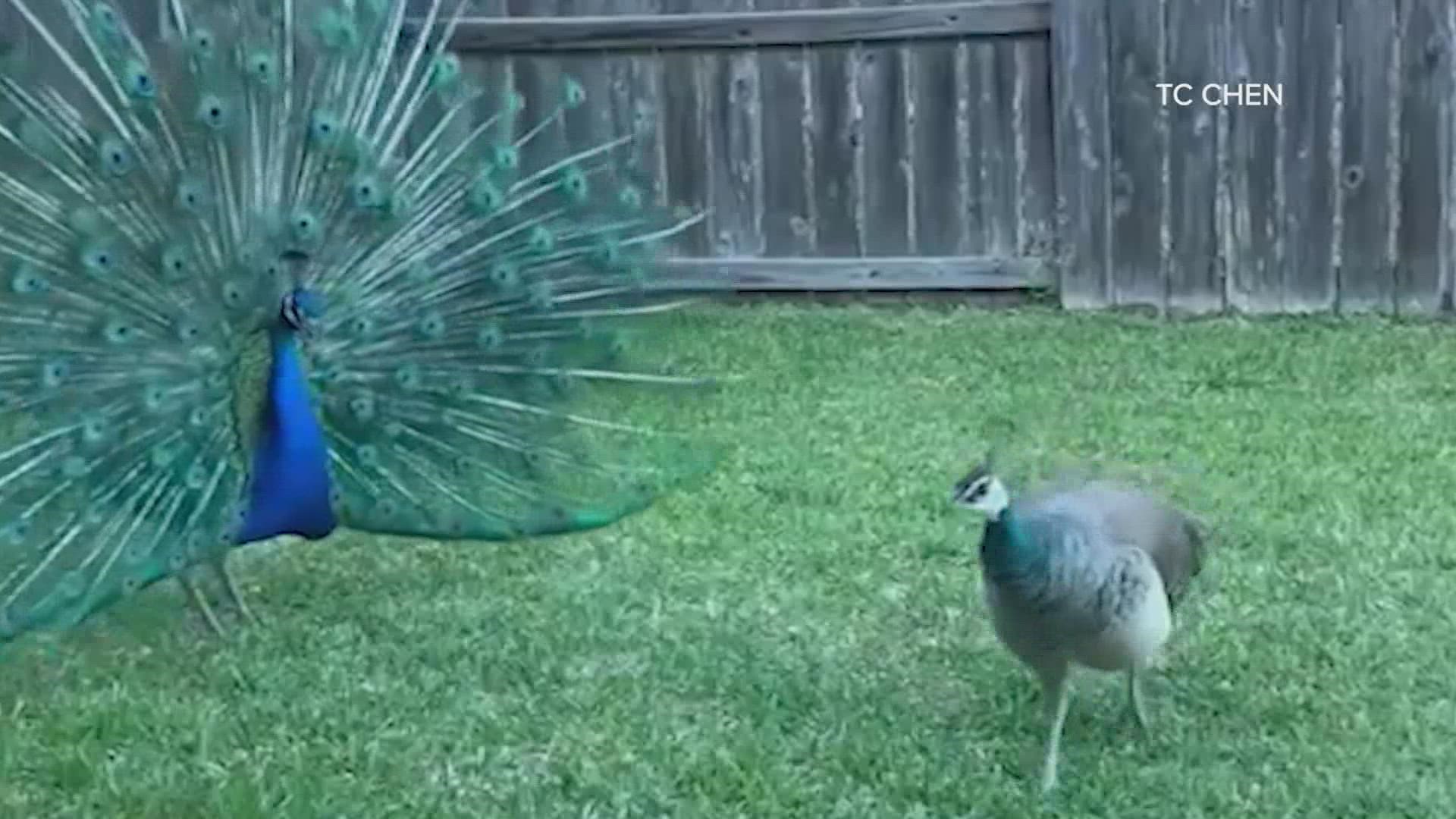 Animal services said catching the pair of peacocks is easier said than done because they fly away every time they have tried.