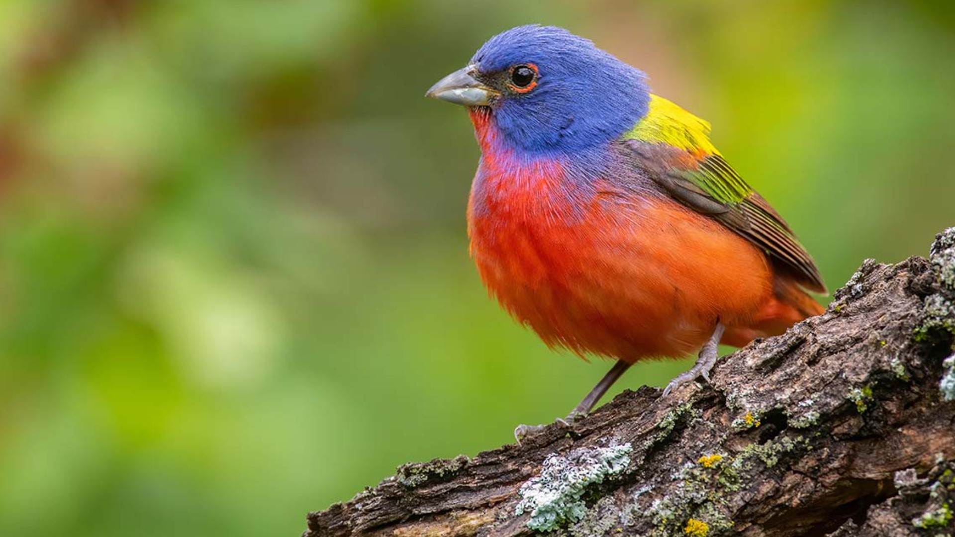 Great Texas Birding Classic Runs From April 15 To May 15 Khou great-texas-birding-classic-runs-from-april-15-to-may-15-khou