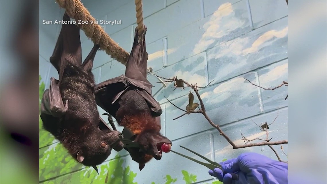 San Antonio Zoo welcomes Malayan Flying Foxes, also known as Fruit Bats ...