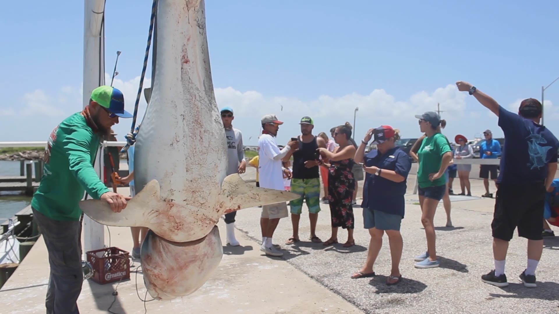 Massive tiger shark landed during 'team-building' fishing trip