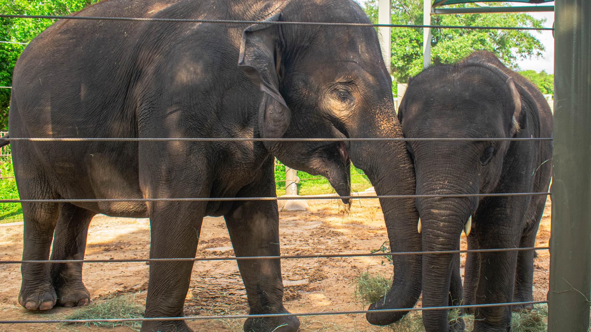 The 33-year-old is expecting a baby elephant at the end of 2024 after a 22-month gestation period. The baby daddy is 58-year-old Thailand.