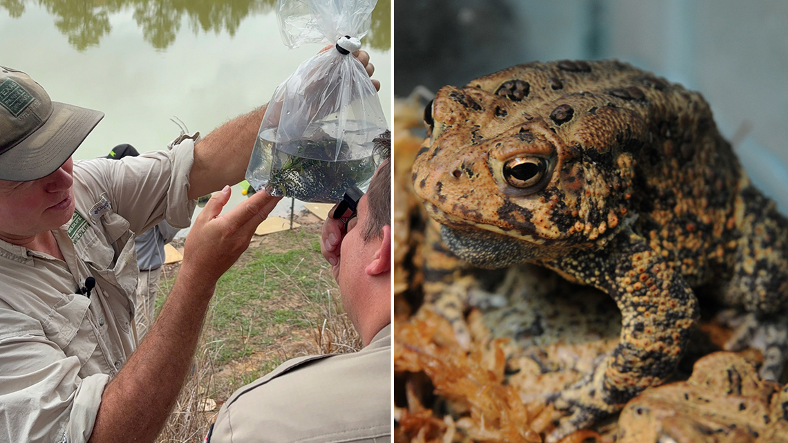 Saving the Houston toads: More than a million eggs being released at three different locations