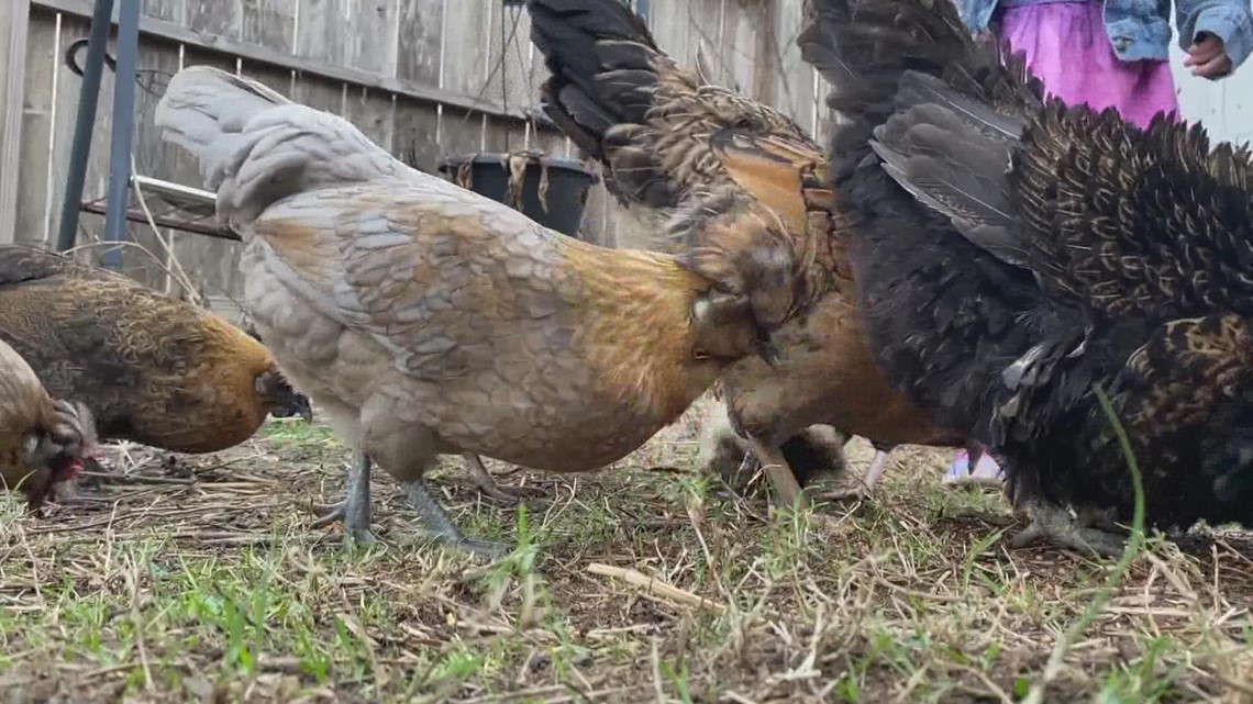 Keluarga Cypress mendapatkan telur dari ayam halaman belakang