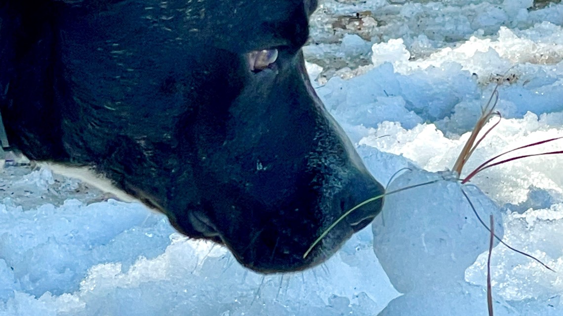 Snow day for homeless animals north of Houston - Vimarsana News