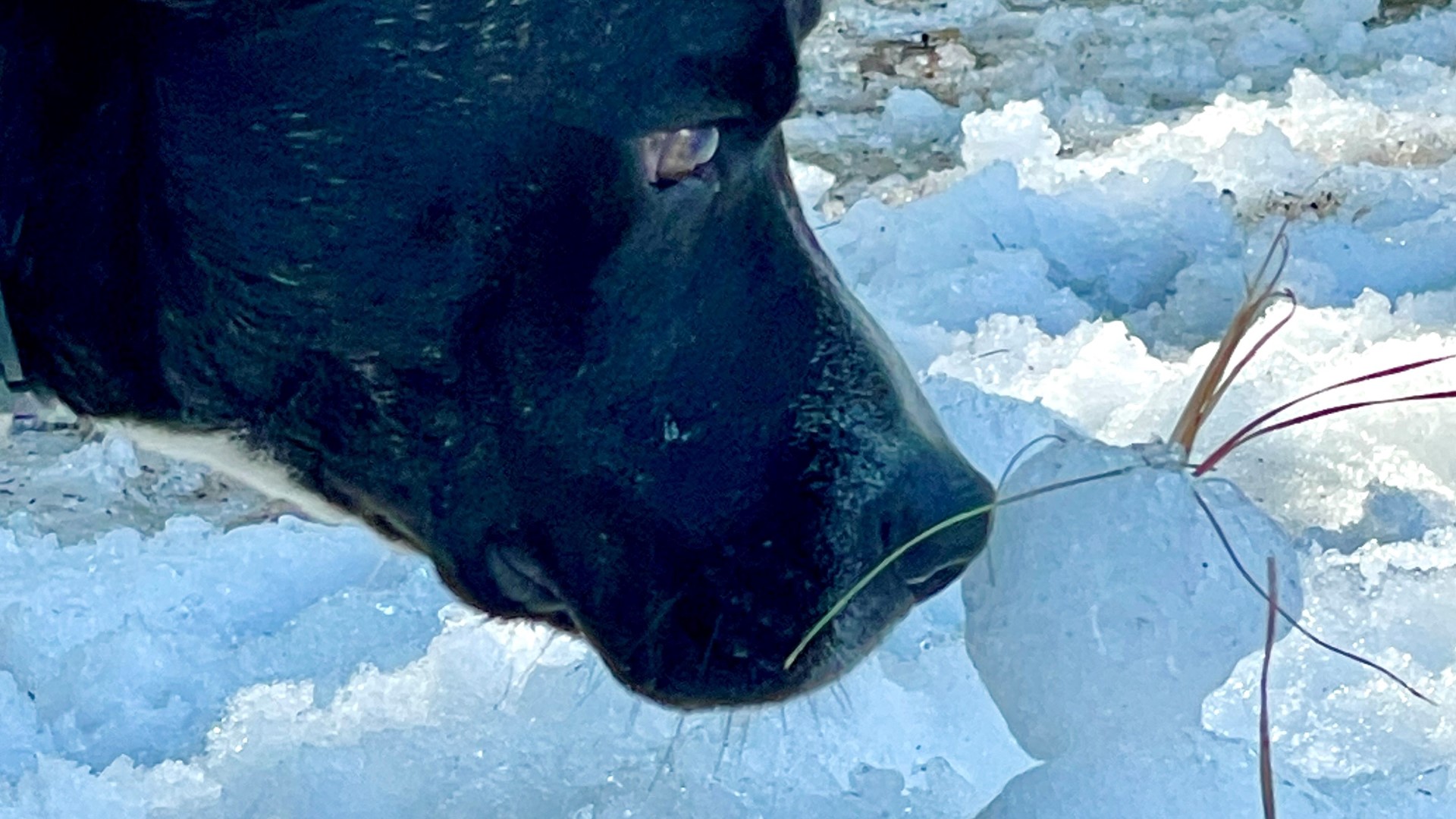 Abandoned Animal Rescue in Magnolia treated their lucky dogs and volunteers to a snow day for some fun relief from the suffocating heat.