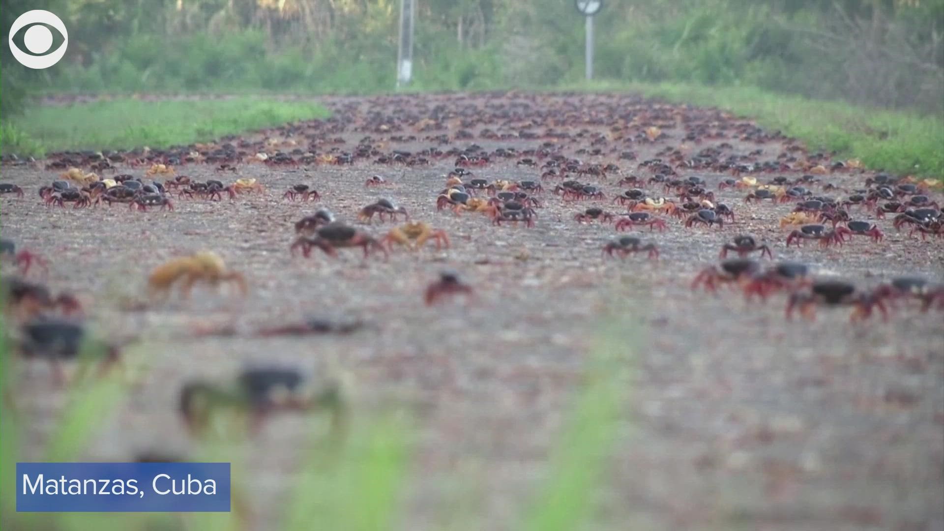 Take a look at all of these crabs moving through Matanzas, Cuba, on Thursday (3/24). They are making their way from the forest to the sea.