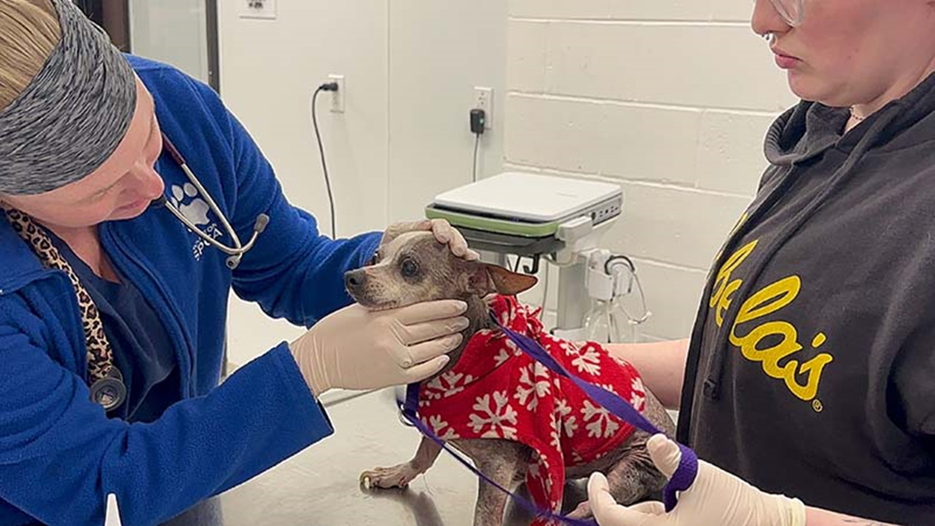 Dogs in sweater, cage and kennels in Houston heat rescued