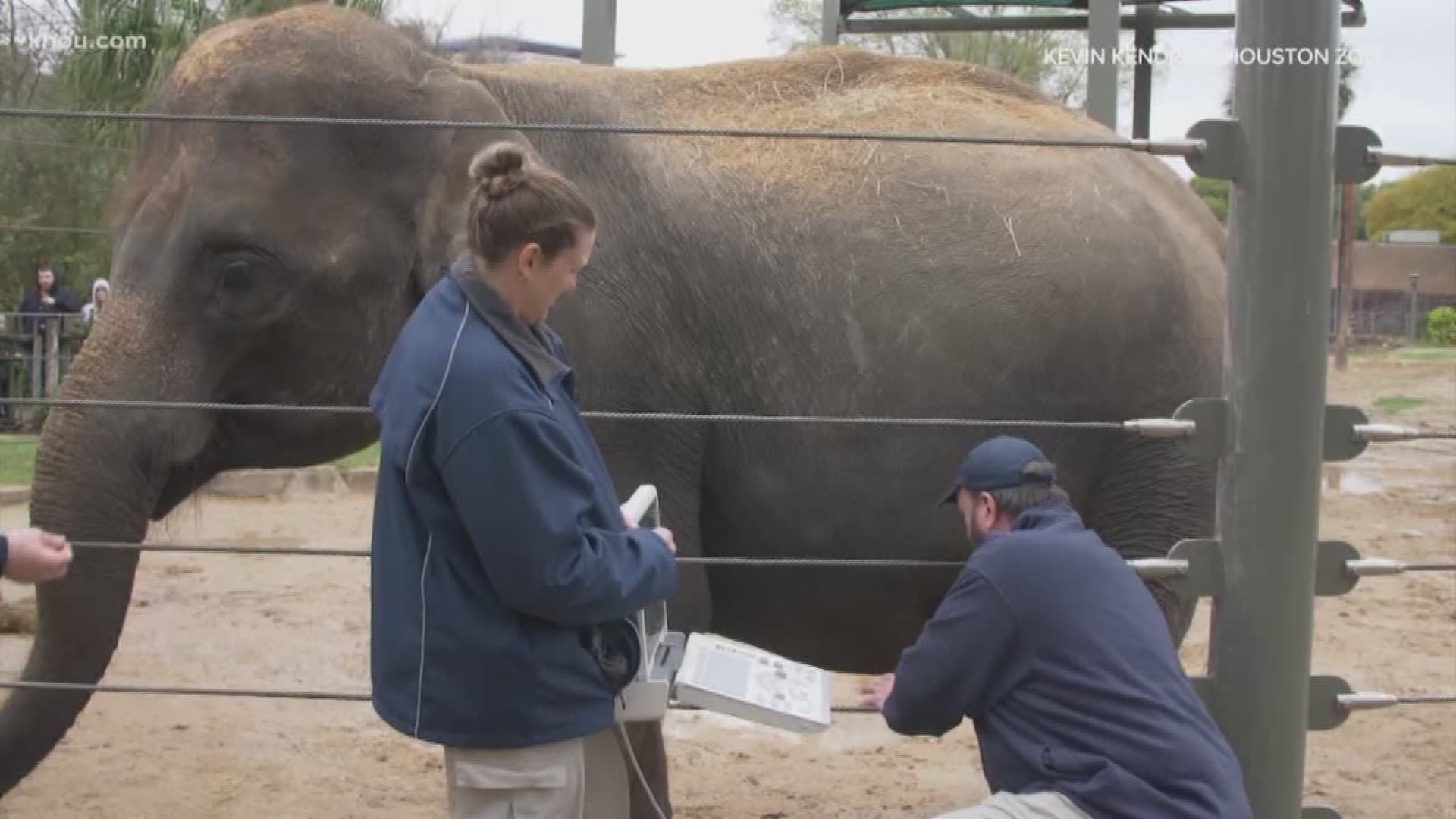 Houston Zoo expecting baby elephant 