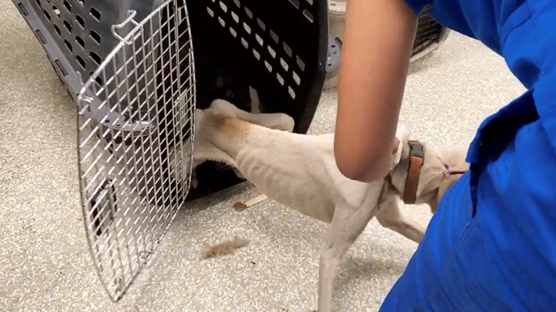 Anjing kurus diikat oleh rantai yang diselamatkan oleh Houston SPCA