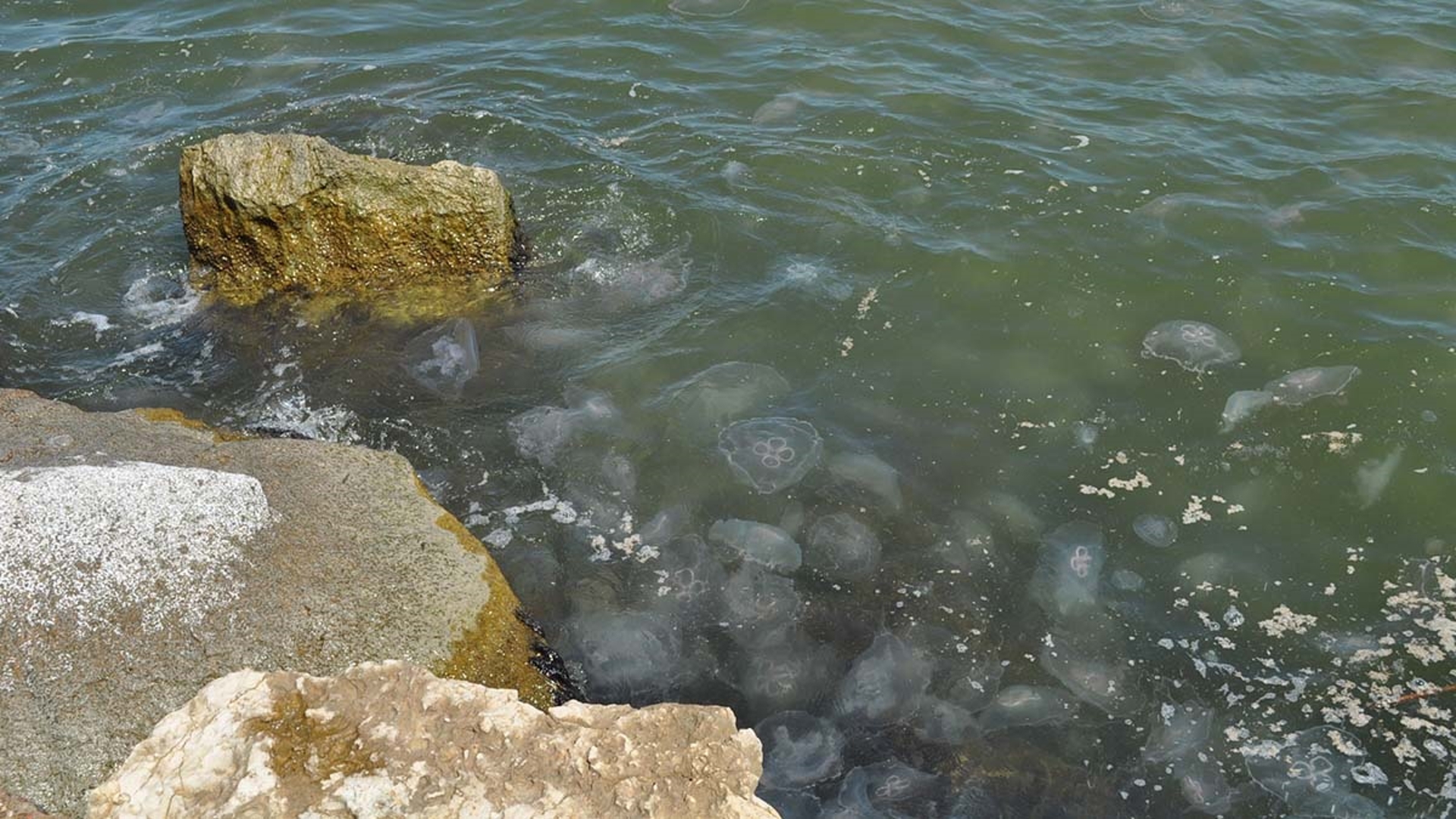 Brandi Keller shared this video of the moon jellies she spotted at Seawolf Park. They're also being seen at other Texas beaches.