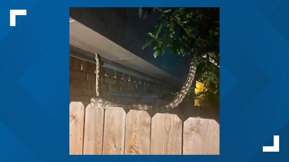 Python loose in Houston neighborhood | khou.com