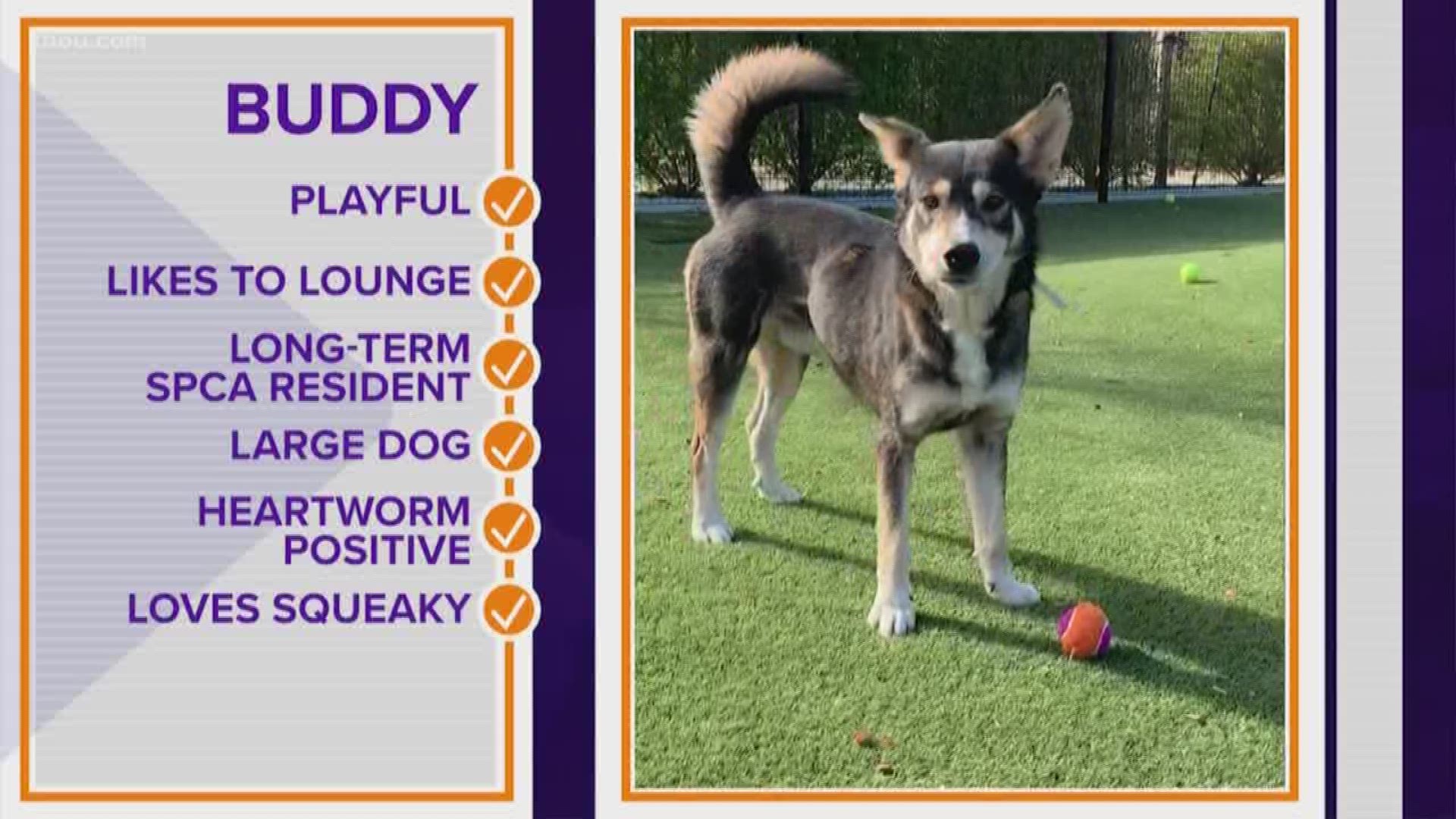 Buddy was rescued from a hoarding situation and now he needs a home. Go to houstonspca.org for more on Buddy.